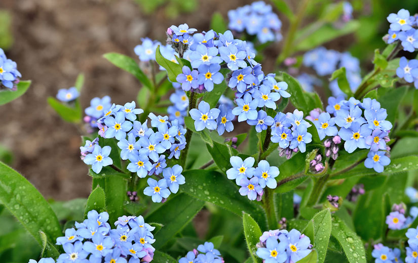 Myosotis Plante Bisannuelle