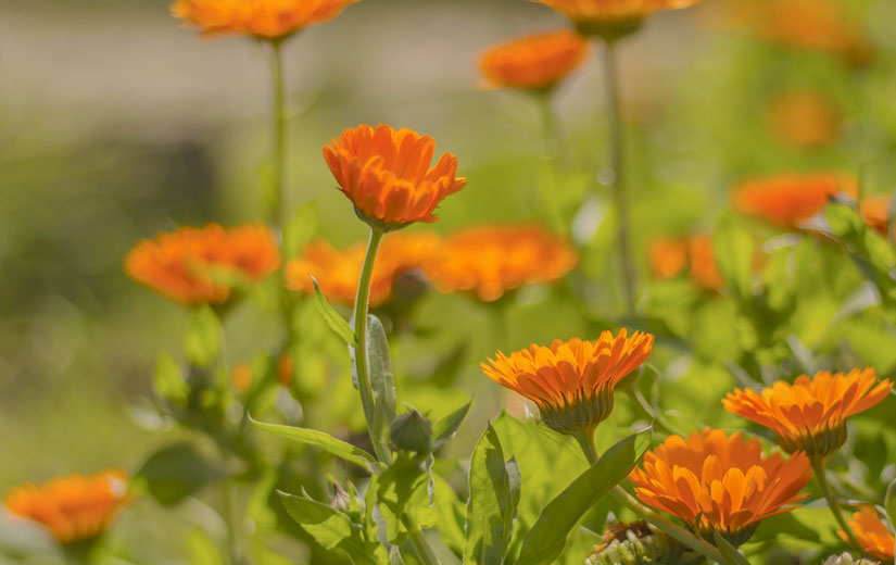 Plantes Annuelles Semi Rustique